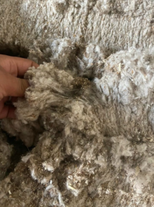 纯棉破籽15吨出售