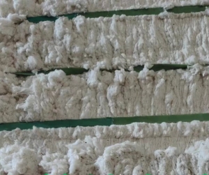 气流纺含天丝车肚,纯棉风箱花,鱼籽棉,大量出售