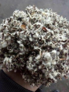 棉籽.棉粕.棉籽壳长期出售