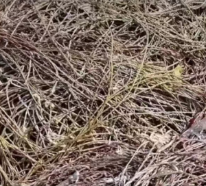 废旧黄金绳，废旧打包绳子大量出售