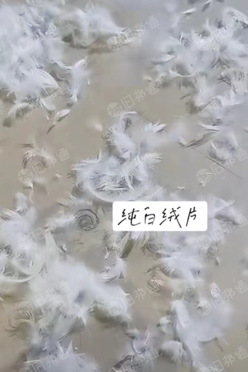 纯白绒片，水洗精品各种规格羽绒和各种羽毛，大量出售