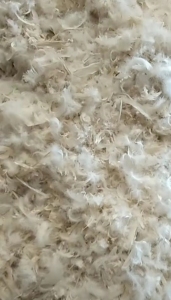 回收鹅毛，有货的老板来电谈