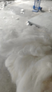长丝硬边开花棉，开花料，绒长，大量出售