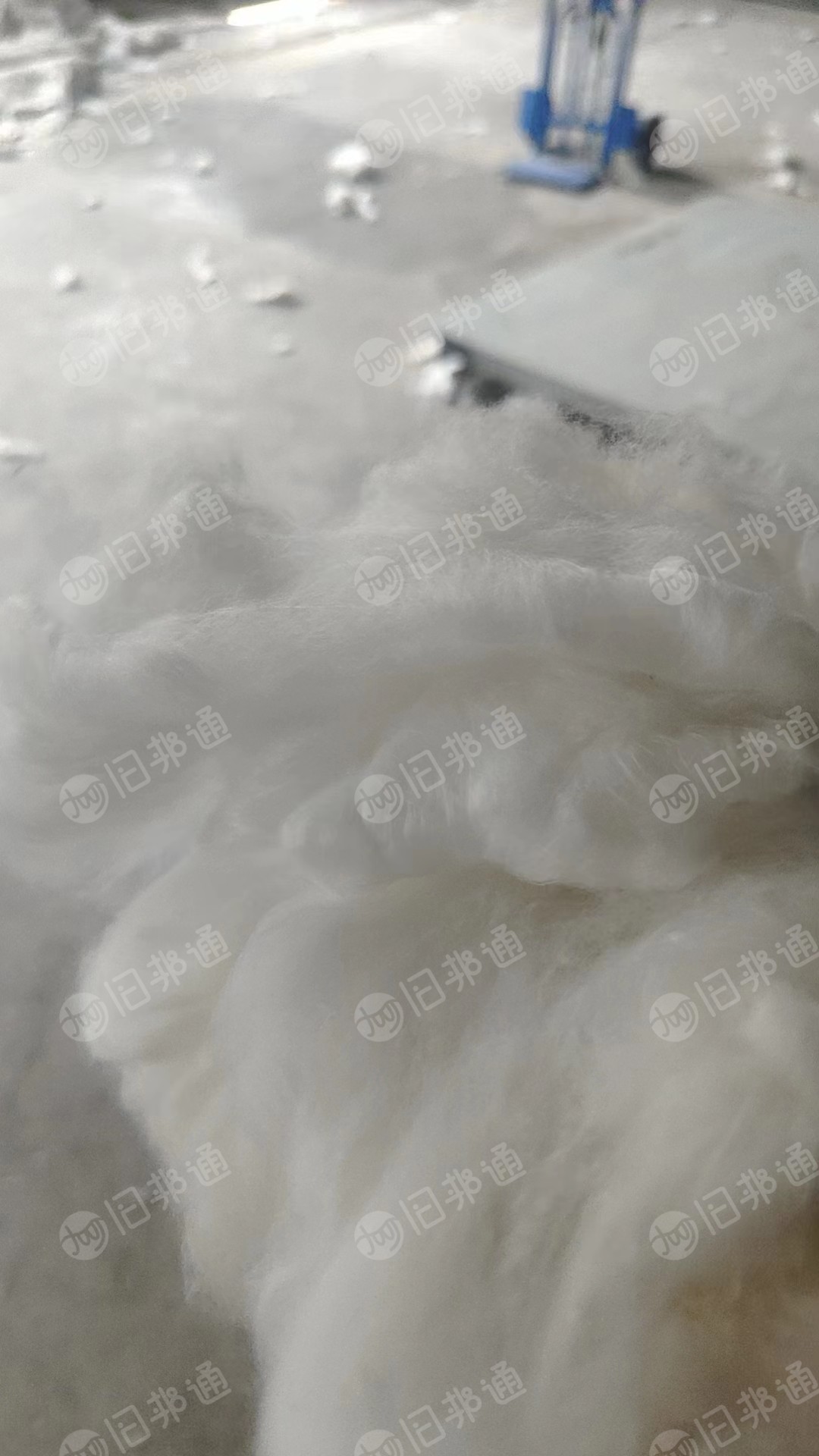 长丝硬边开花棉,开花料,绒长,大量出售