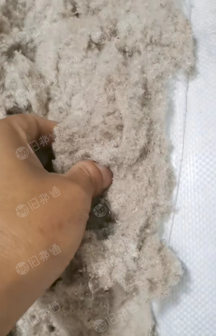 优质鱼籽棉长期出售