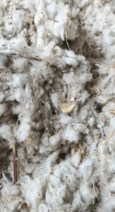 破籽棉，皮棉长期大量回收