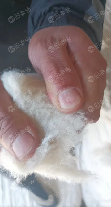 涤棉提净棉长期供应,可纺10-14支棉纱