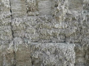 不孕籽棉常年出售