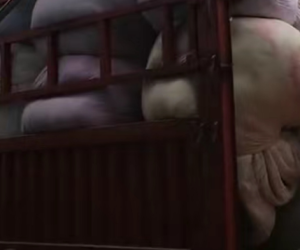 棉花，丝绵，化纤棉大量出售