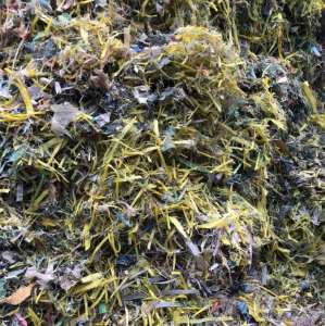 出售打包带pp全浮水 干净直接下机