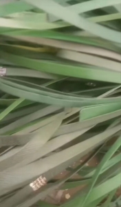 长期出售打包带毛料