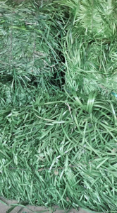 PET打包带毛料长期回收