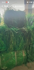 pet打包带毛料  黑色 绿色 各种颜色长期大量回收