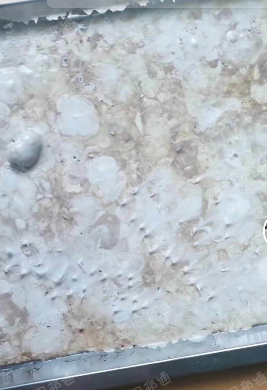 涤纶泡料,氨纶泡料,长期大量出售