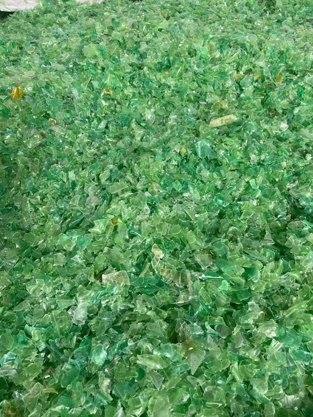 大量出售热洗绿片