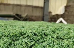 PET打包带破碎料长期出售