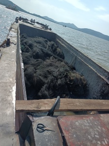 出售湖里捞上来的网，有3船舱的量