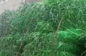 PET打包带废料长期出售