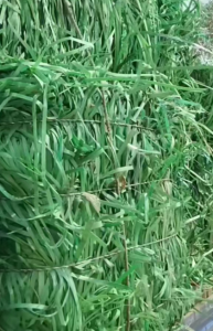 PET打包带毛料长期出售