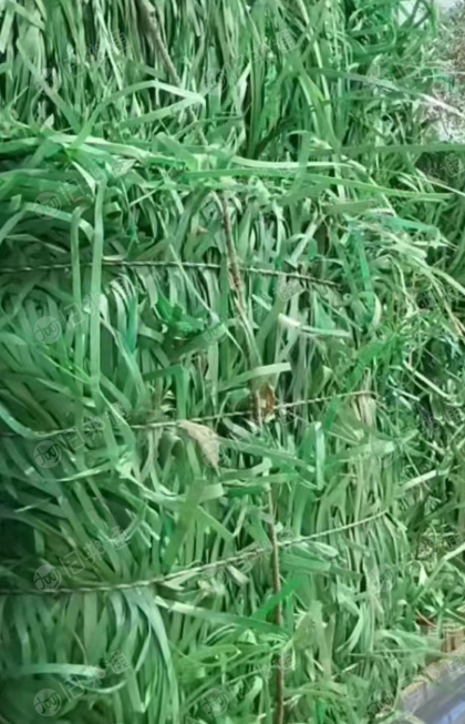 PET打包带毛料长期出售