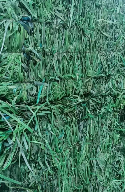 PET打包带毛料常年出售