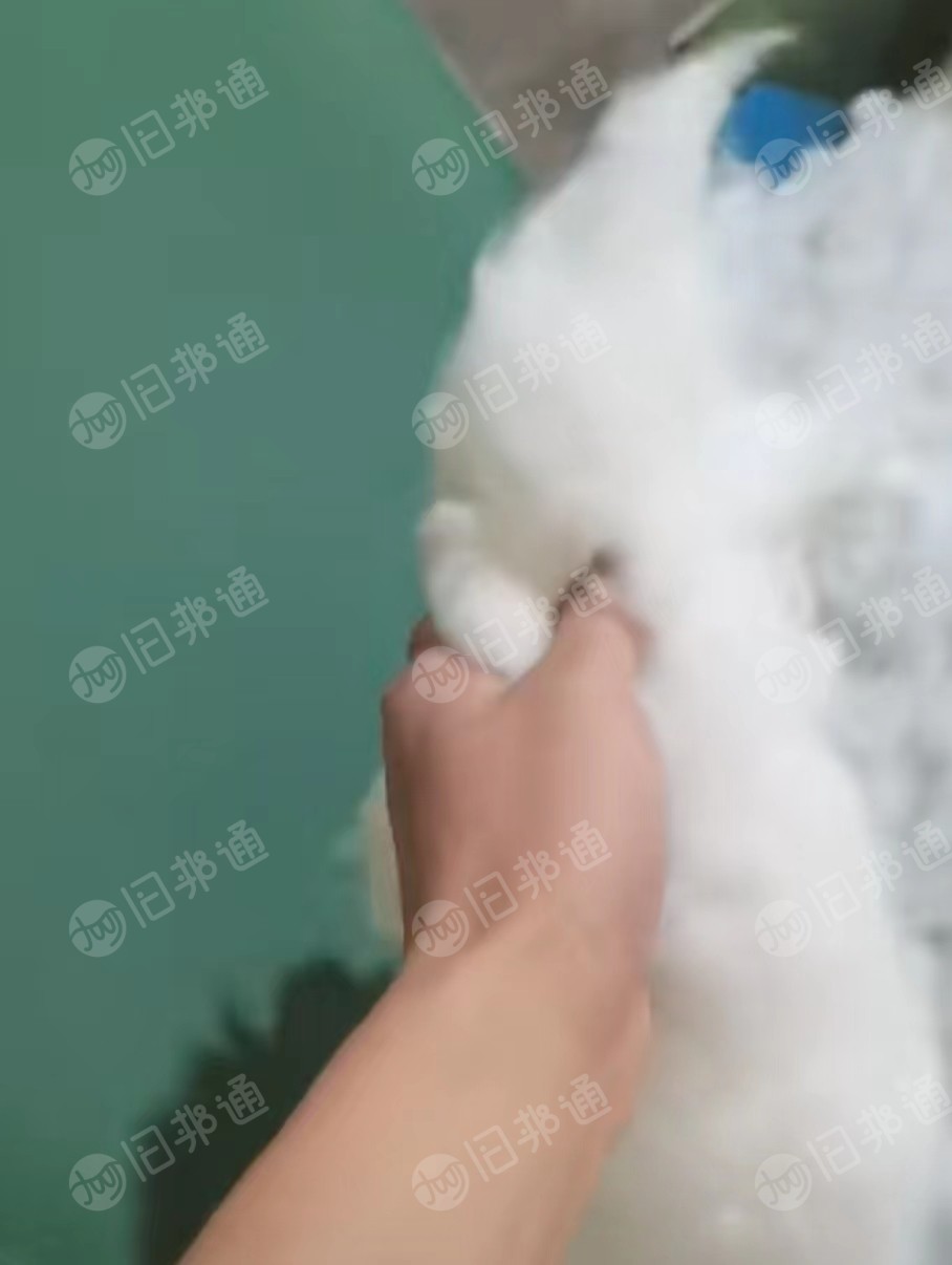 手套纱原料,绒长,无粉尘。长期大量出售