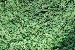 绿色PET打包带破碎料出售