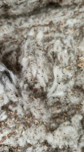 六十吨气流纺破籽低价出售