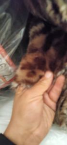 长毛绒，绒布，库存布，库存绒布，大量出售