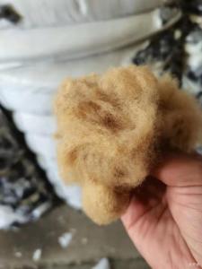 驼色6d*51，涤纶短纤，长期出售