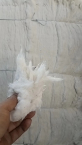 纯棉包布开松棉,无三丝 无亮光,长期大量出售
