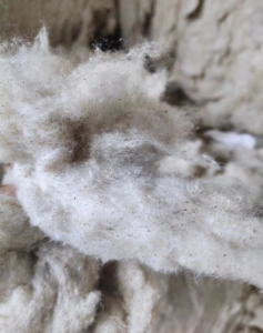 含点涤的风箱花绒好颜色可以，低价出售