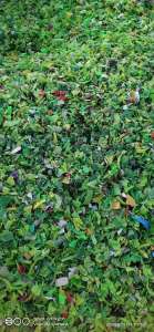 长期稳定出售瓶盖粉碎料