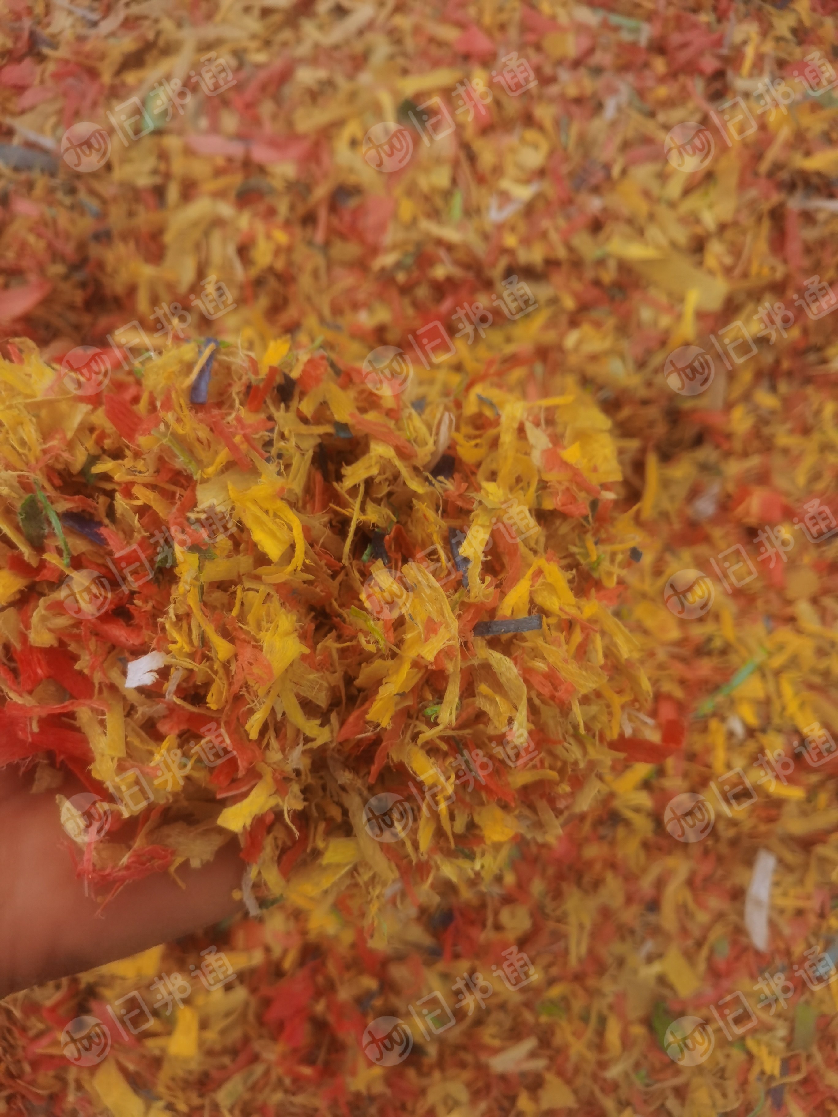 大量出售pp透明,乳白,花漂,打包带粉碎料