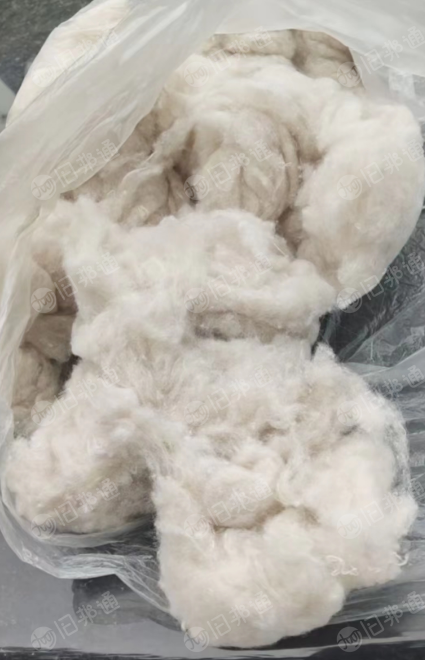 涤棉白色开花棉,纯棉开花棉长期出售