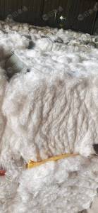 大量回收涤纶开花料做土工布