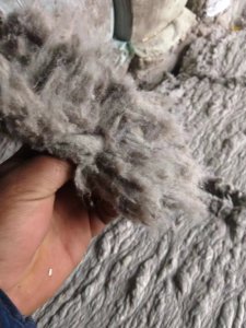 气流纺车肚，白烟灰，大量出售