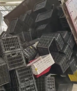  水果筐毛料，颜色不限，大量回收