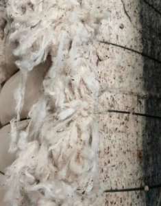 巴西皮棉大量现货，优质纺纱原料