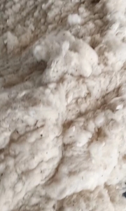 涤棉蚂蚁棉，纯棉扫地花，环纺涤棉车肚，长期大量出售