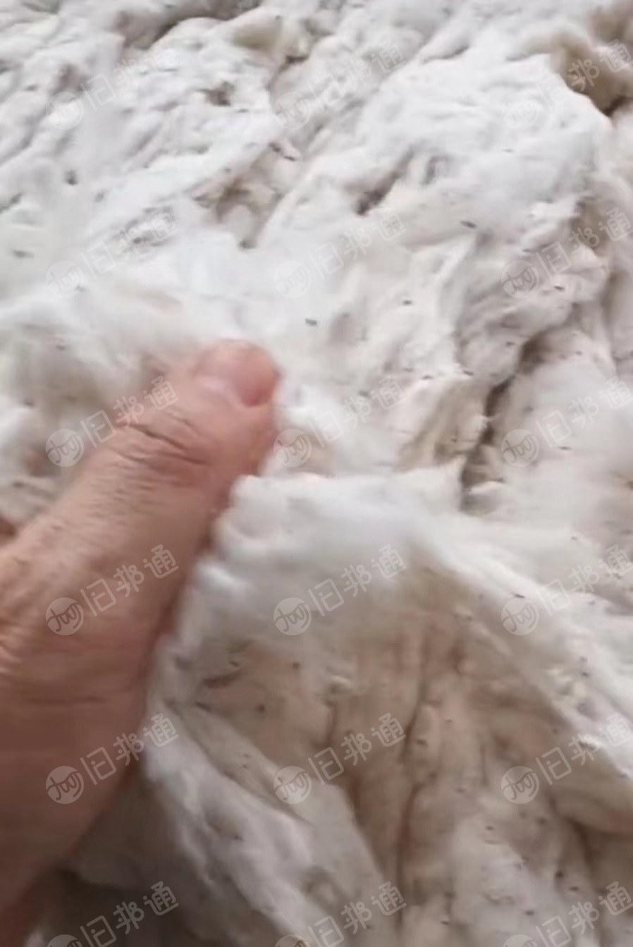 涤棉蚂蚁棉,纯棉扫地花,环纺涤棉车肚,长期大量出售
