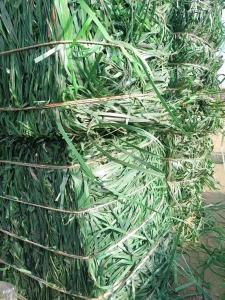 绿色PET打包带毛料长期出售