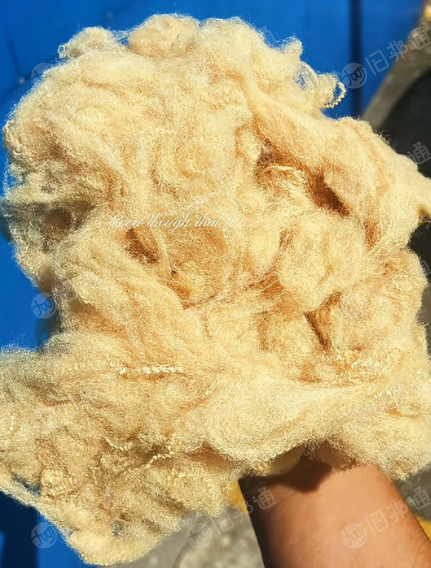 2.5D*51加硅大豆色仿羽丝大量现货出售