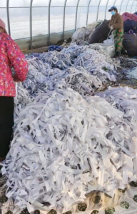 长期供应纯白布条花布条缠土球专用布条