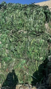 长期出售PET打包带毛料