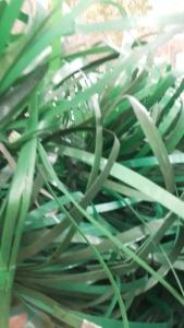 出售PET打包带废料