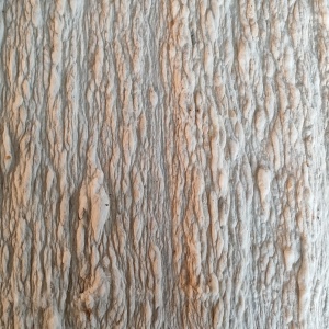 长期供应开好的古棉，月供600吨，欢迎纺纱厂联系