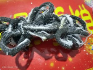 涤棉碎布料，布边纱，袜圈下脚料，出售