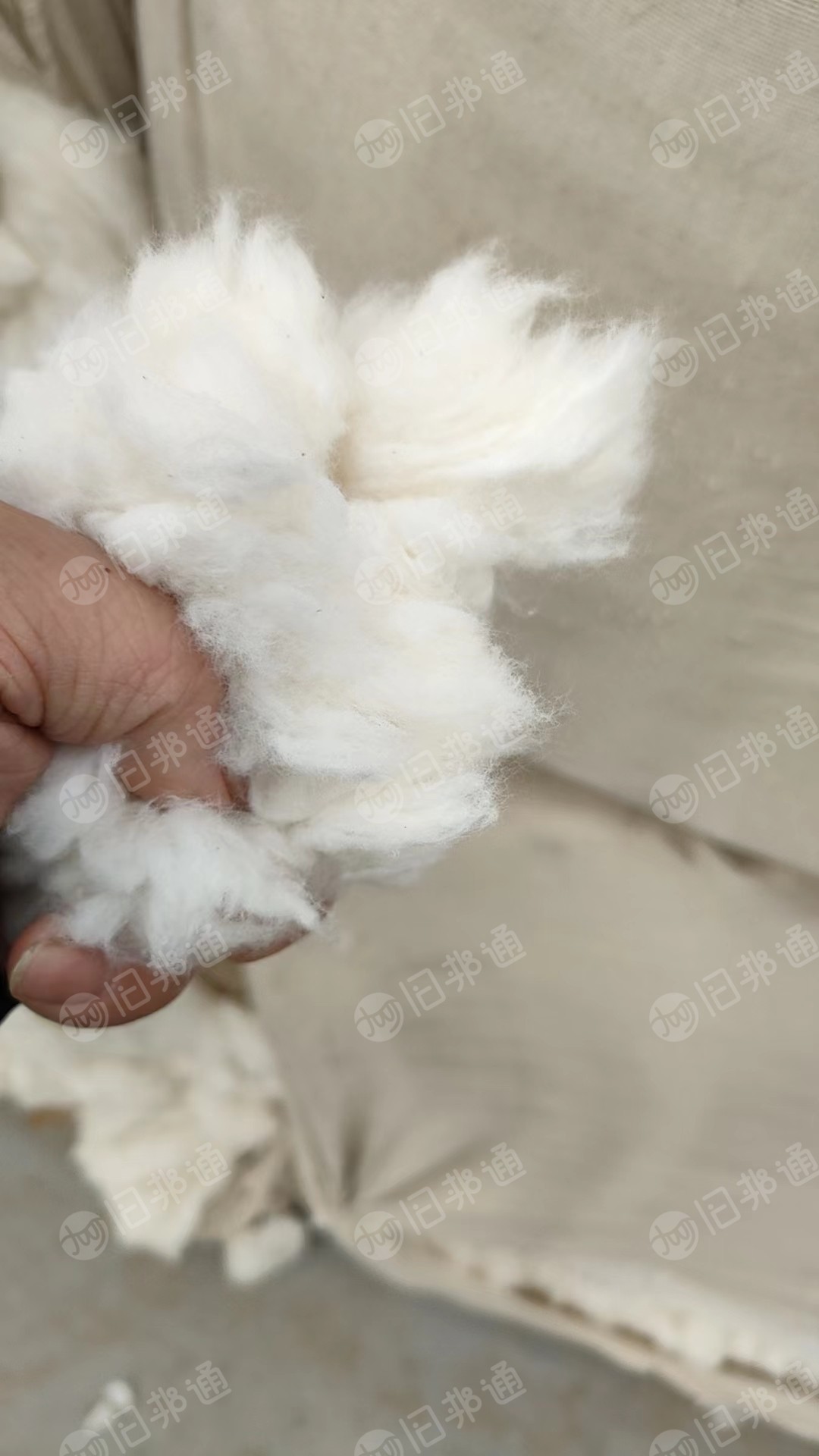 新疆车肚棉，纯棉车肚，精梳落棉，现货100吨左右，出售