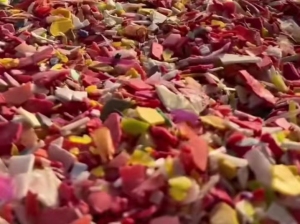 长期出售红蓝花丙破碎料